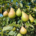 Pear Tree Cuttings 5-Pack Bartlett Variety Pyrus communis Live Plant Propagation Starter
