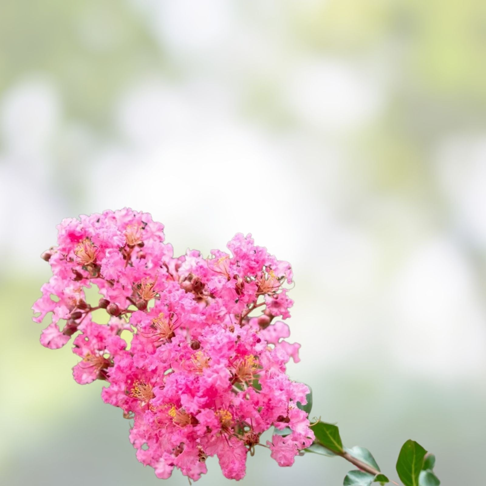 Hot Pink Crepe Myrtle Tree Live Rooted Cutting Lagerstroemia indica Ornamental Garden Tree