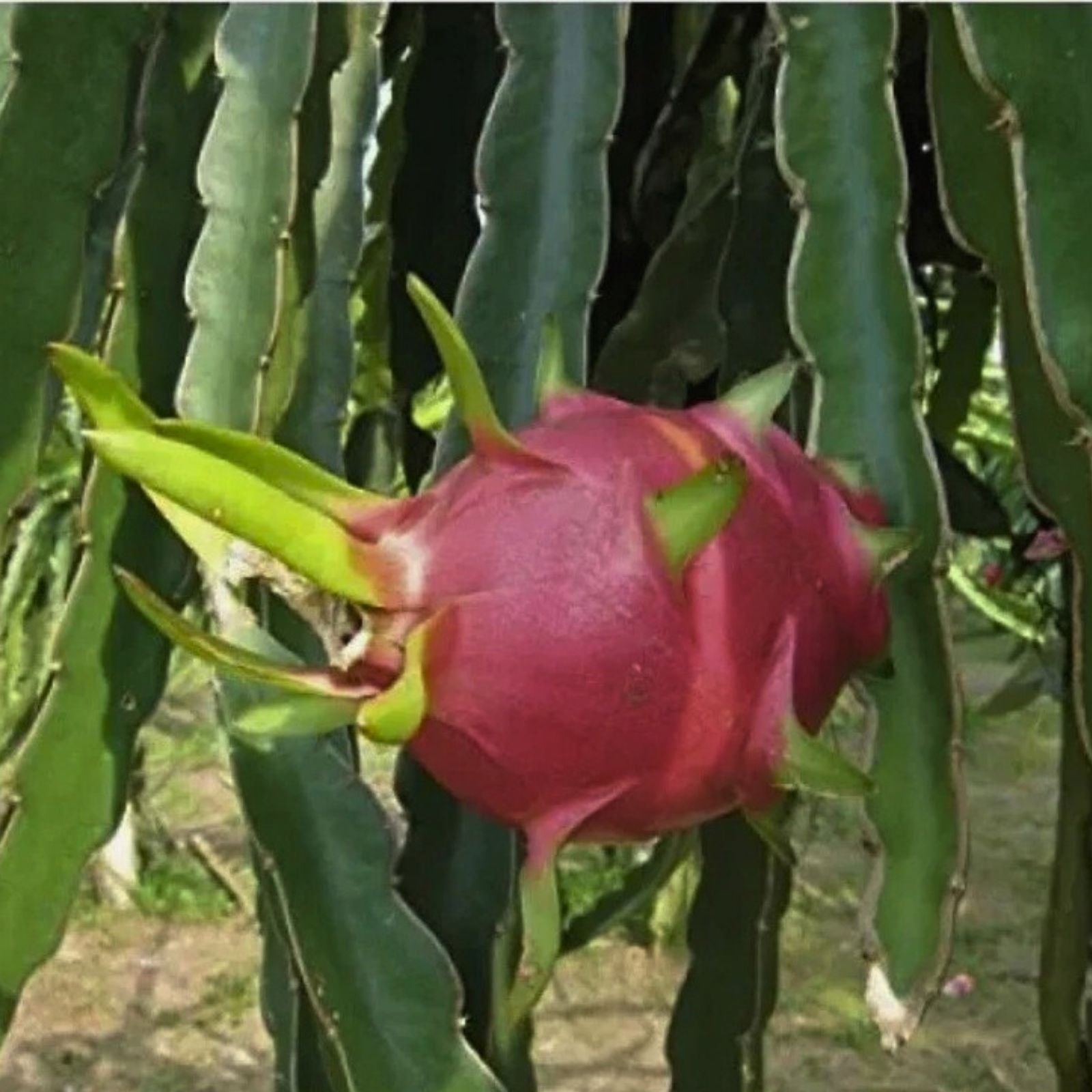 Dragon Fruit Plant Cutting 14-18" White Flesh Pitahaya Hylocereus Cactus Succulent Live Plant