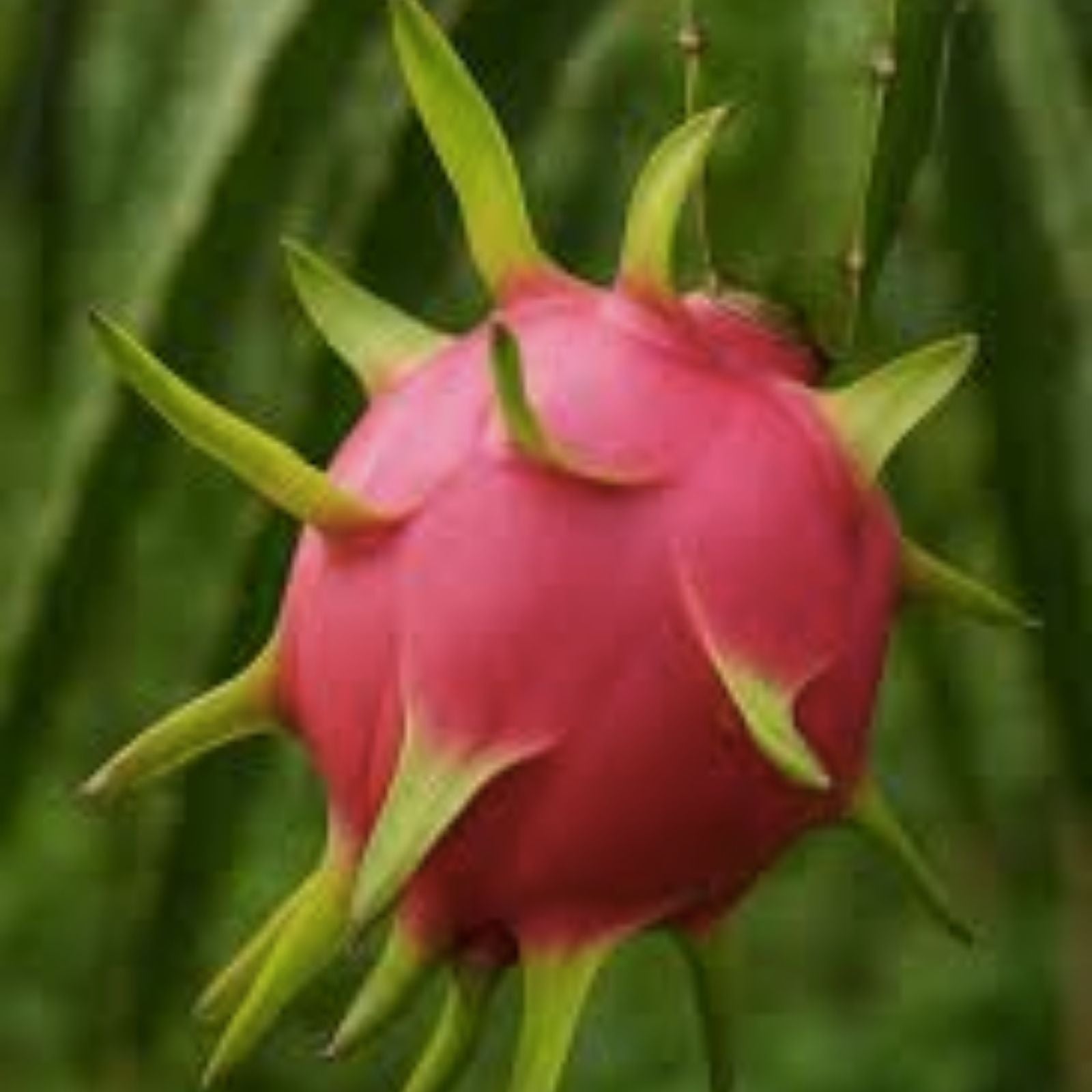 American Beauty Dragon Fruit Cutting 8-10" Red Flesh Hylocereus costaricensis Live Plant Self-Pollinating