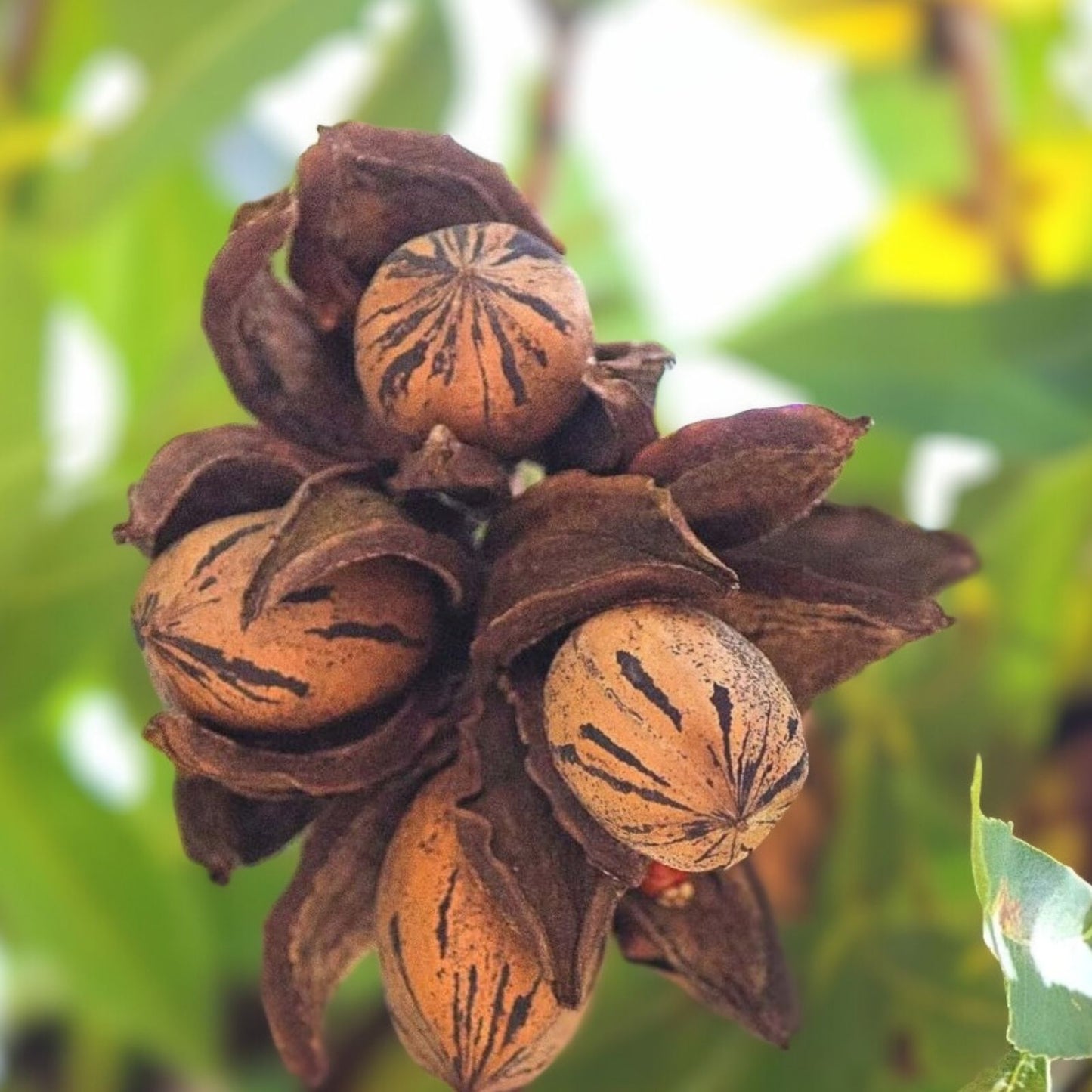 Live Pecan Tree Bare Root 18 Inch Carya illinoinensis Nut Tree Edible Landscaping Fruit Tree