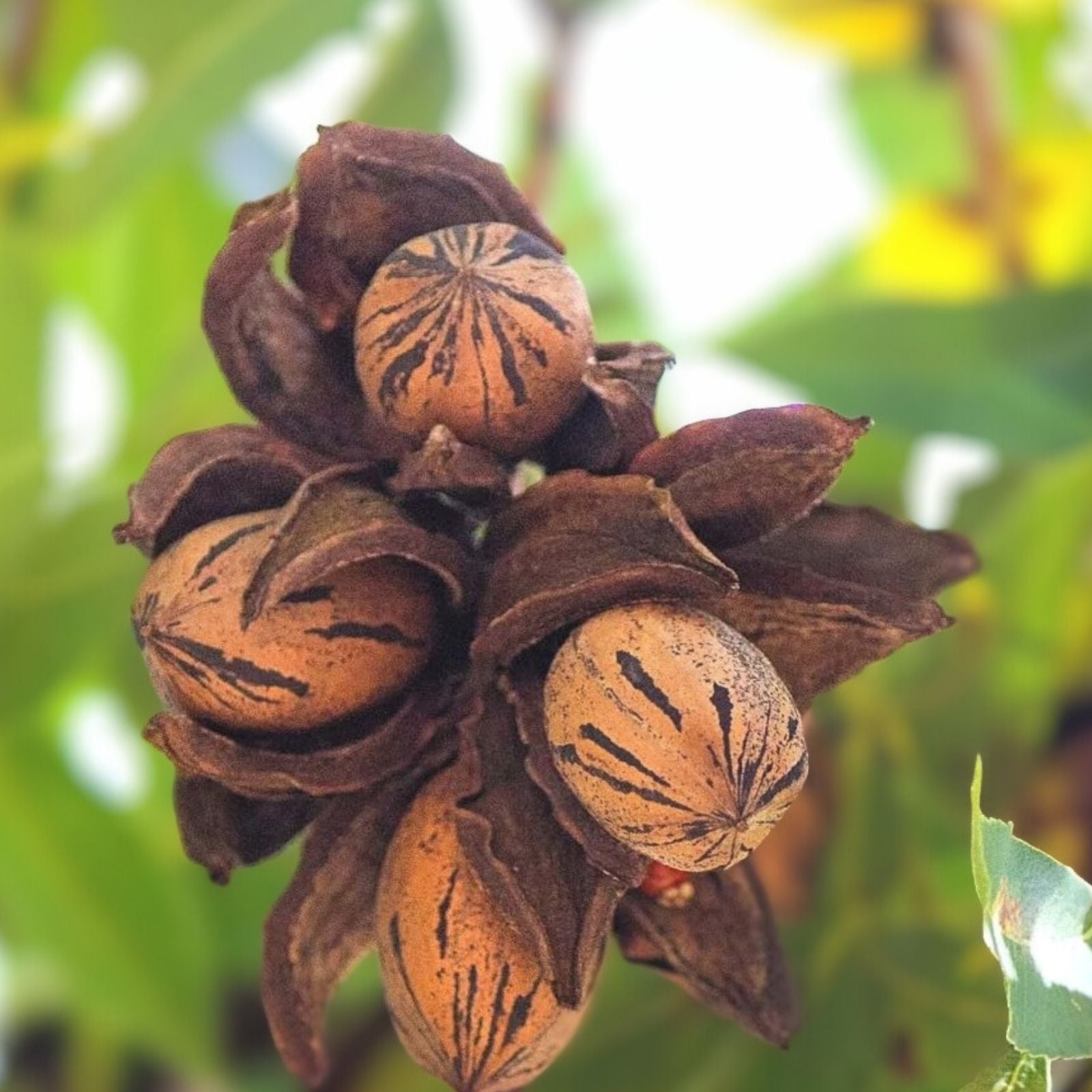 Live Pecan Tree Bare Root 18 Inch Carya illinoinensis Nut Tree Edible Landscaping Fruit Tree