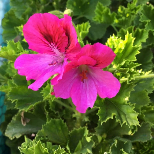 Martha Washington Geranium Cuttings 6-Pack, Pelargonium, Rose-Pink, Indoor Houseplant, Live Starter Plants