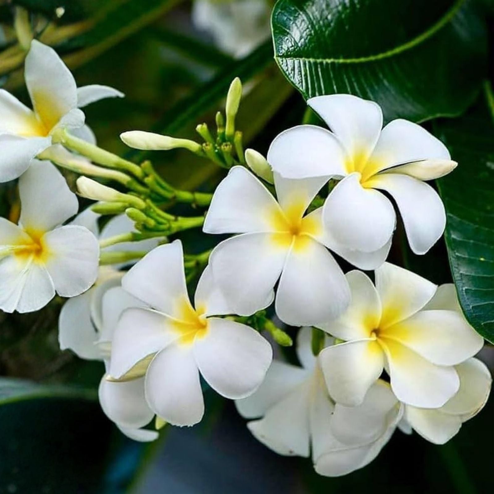 Plumeria Pudica Cutting - Tropical Privacy Tree Shrub, Frangipani Plant, 4-6 Inch Live Houseplant, Landscaping, Fencing