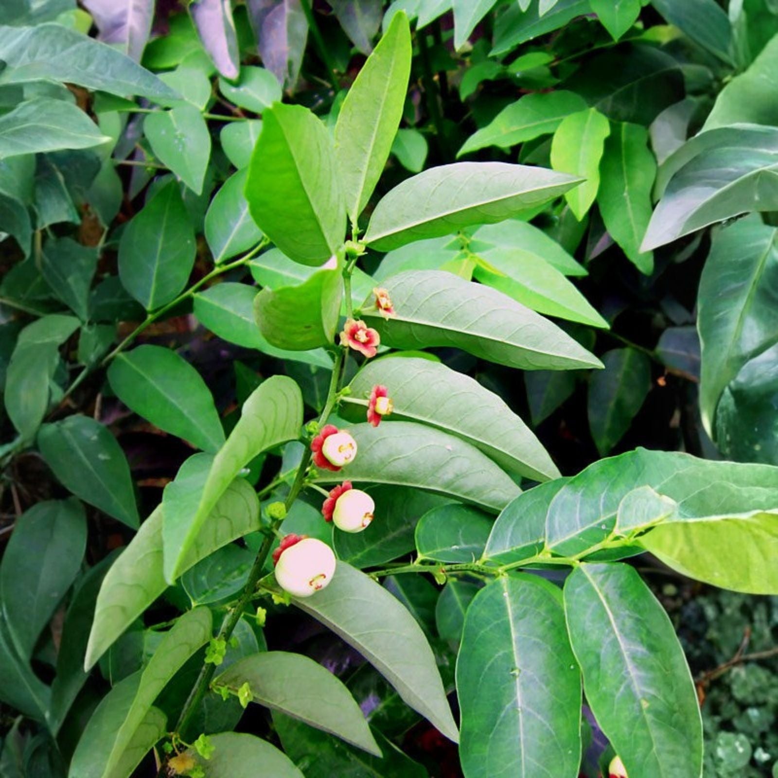 Katuk Sauropus androgynus Edible Leaf Plant Cuttings 8 Pack - Food Forest Permaculture Gardening Starter Plant