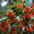 Beni Kin Mokusei Red Sweet Tea Olive Plant Osmanthus fragrans Evergreen Shrub Live Starter Cutting