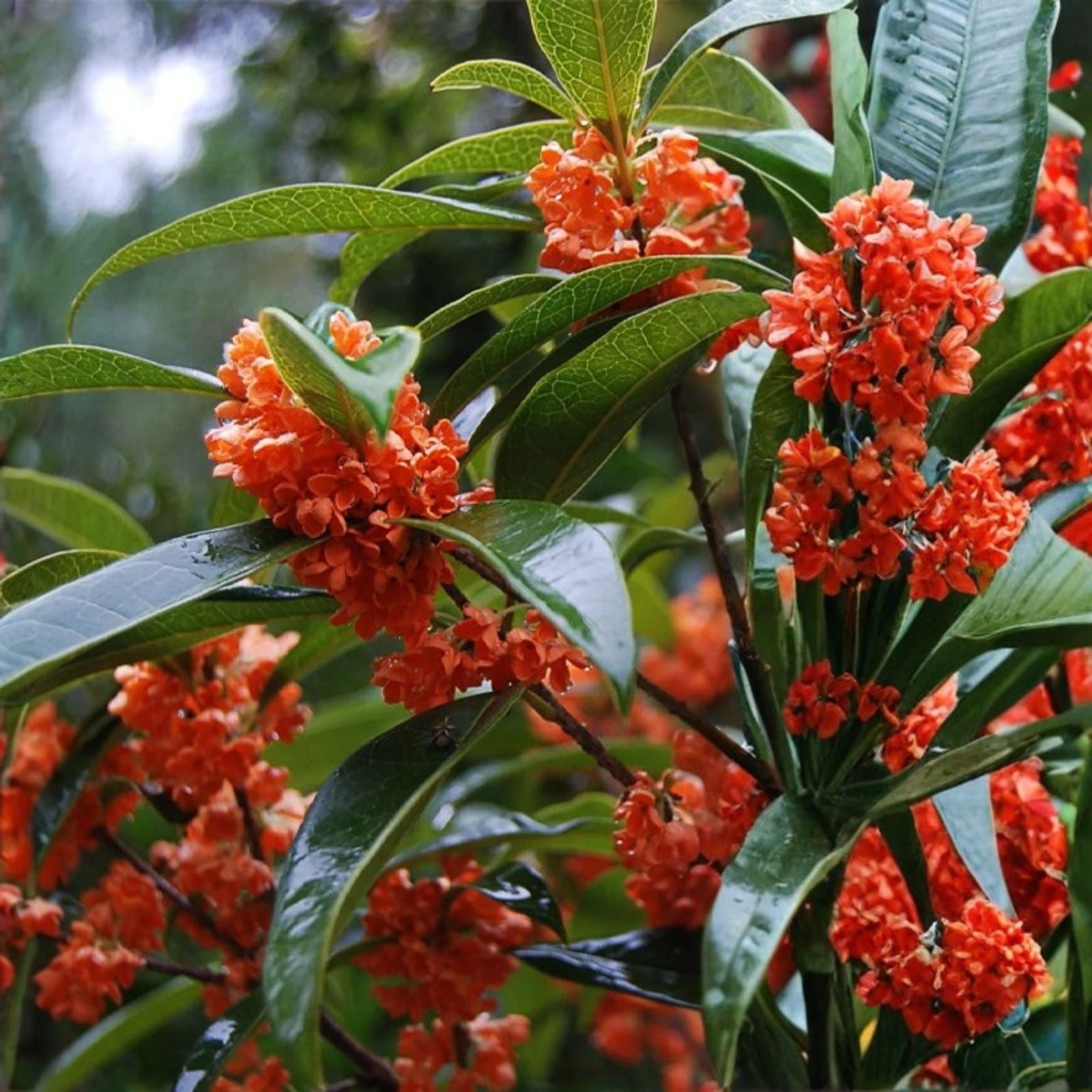 Beni Kin Mokusei Red Sweet Tea Olive Plant Osmanthus fragrans Evergreen Shrub Live Starter Cutting