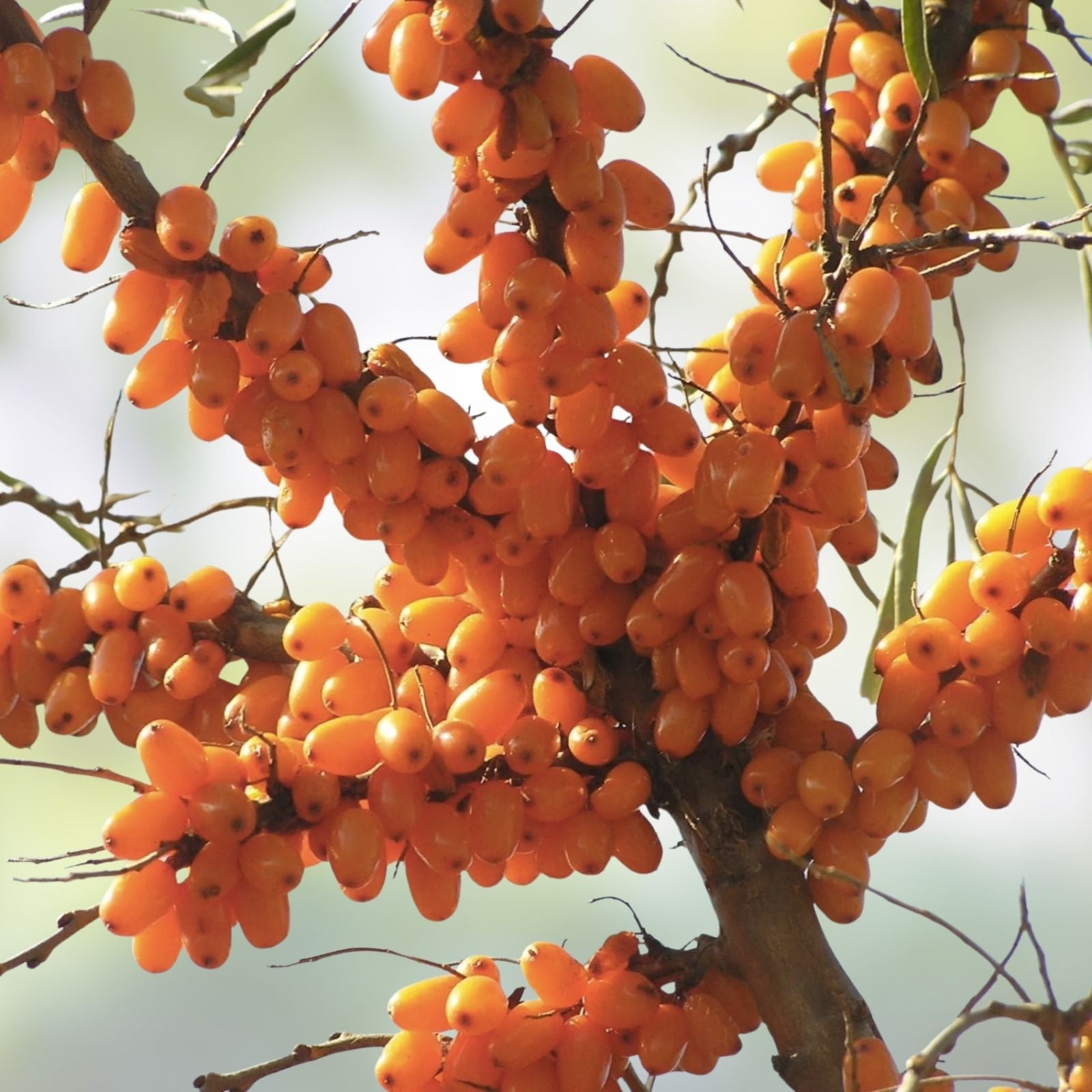 Seaberry Seeds 50+ | Sea Buckthorn Berry Fruit Tree | Edible Medicinal Plant | Hippophae rhamnoides | Live Plant or Cutting