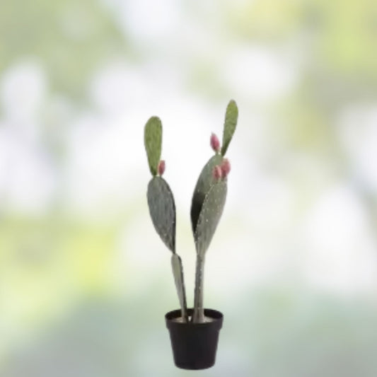 Opuntia lubrica Prickly Pear Cactus Cutting Live Succulent Plant Pad Segment for Garden Decor and Indoor Planting