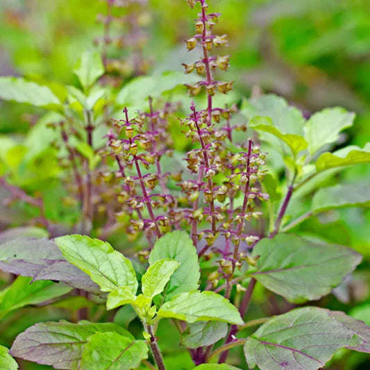 Licorice Basil Seeds 200 Count Non-GMO Herb Seeds for Cooking Gardening Ocimum basilicum Houseplant Starter