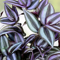 Wandering Jew Cuttings Purple Heart Tradescantia Live Plant Lot of 10 Indoor Houseplant Propagation