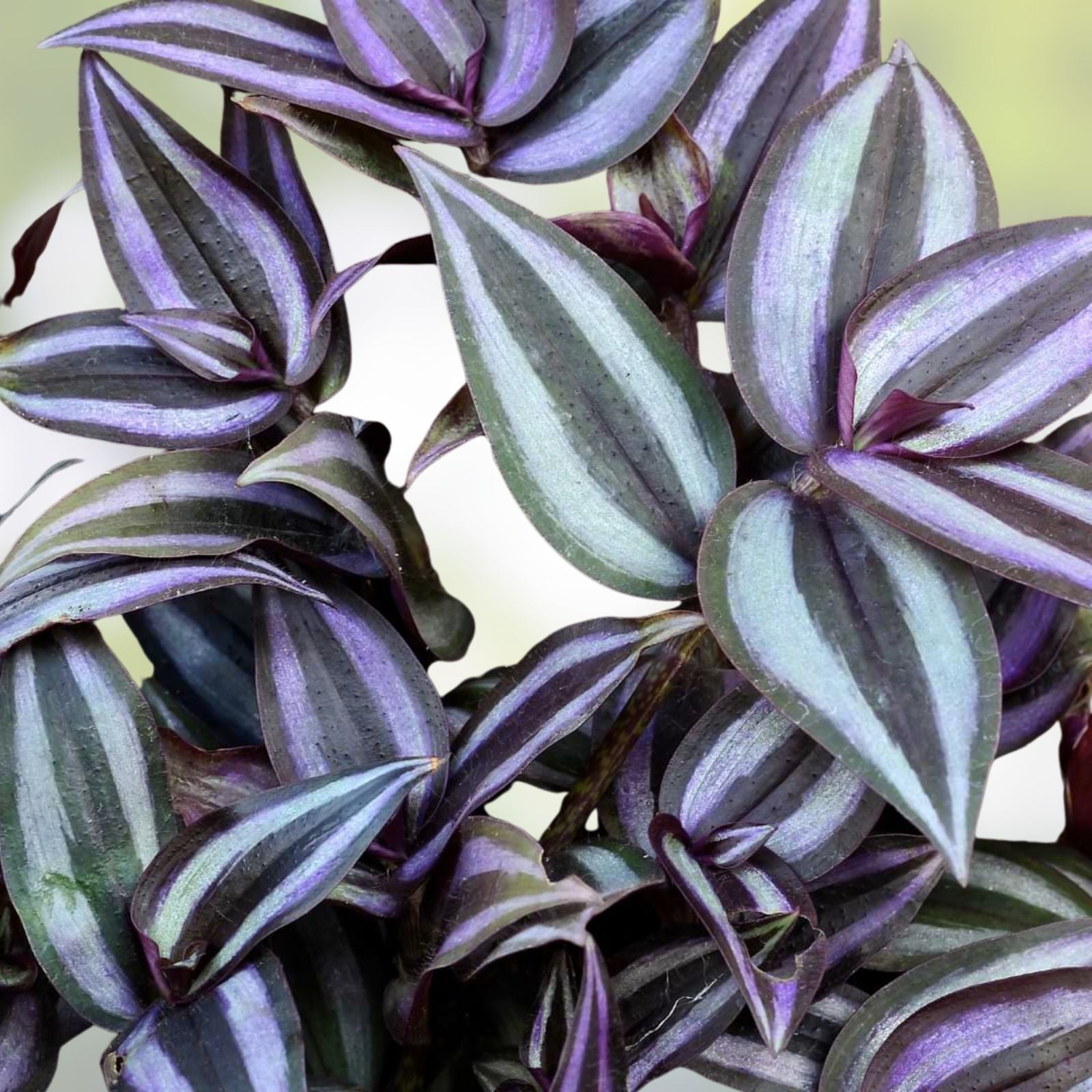 Wandering Jew Cuttings Purple Heart Tradescantia Live Plant Lot of 10 Indoor Houseplant Propagation