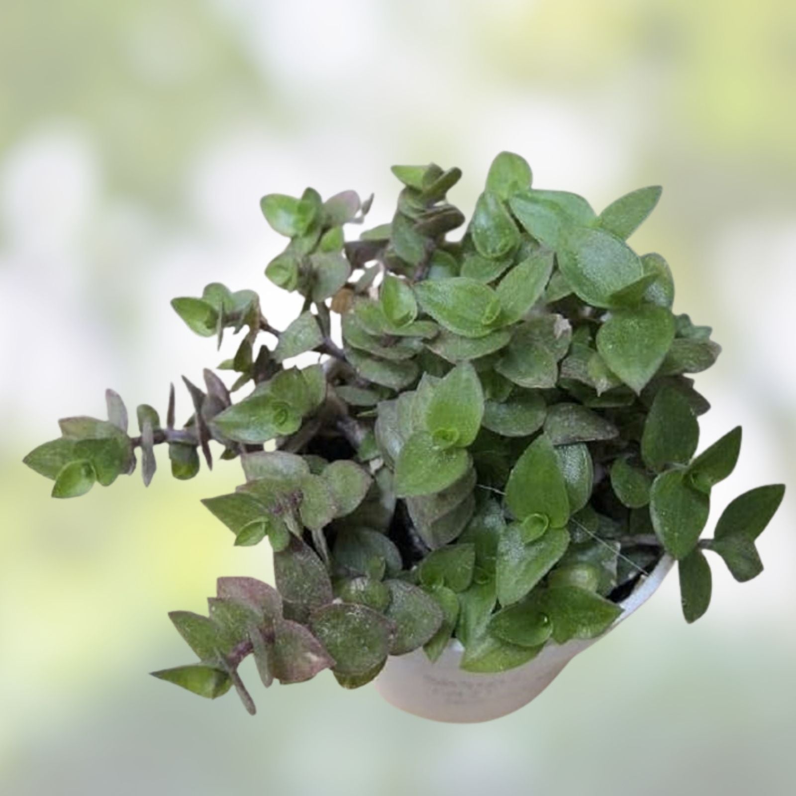 Dwarf Wandering Jew Cuttings - 10 Tradescantia Minima Callisia Repens for Indoor Gardening and Plant Decor