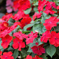 Impatiens Seeds 1000 Count Royal Red Sun & Shade Impatiens walleriana Flower Seeds for Garden, Container, and Landscape Planting