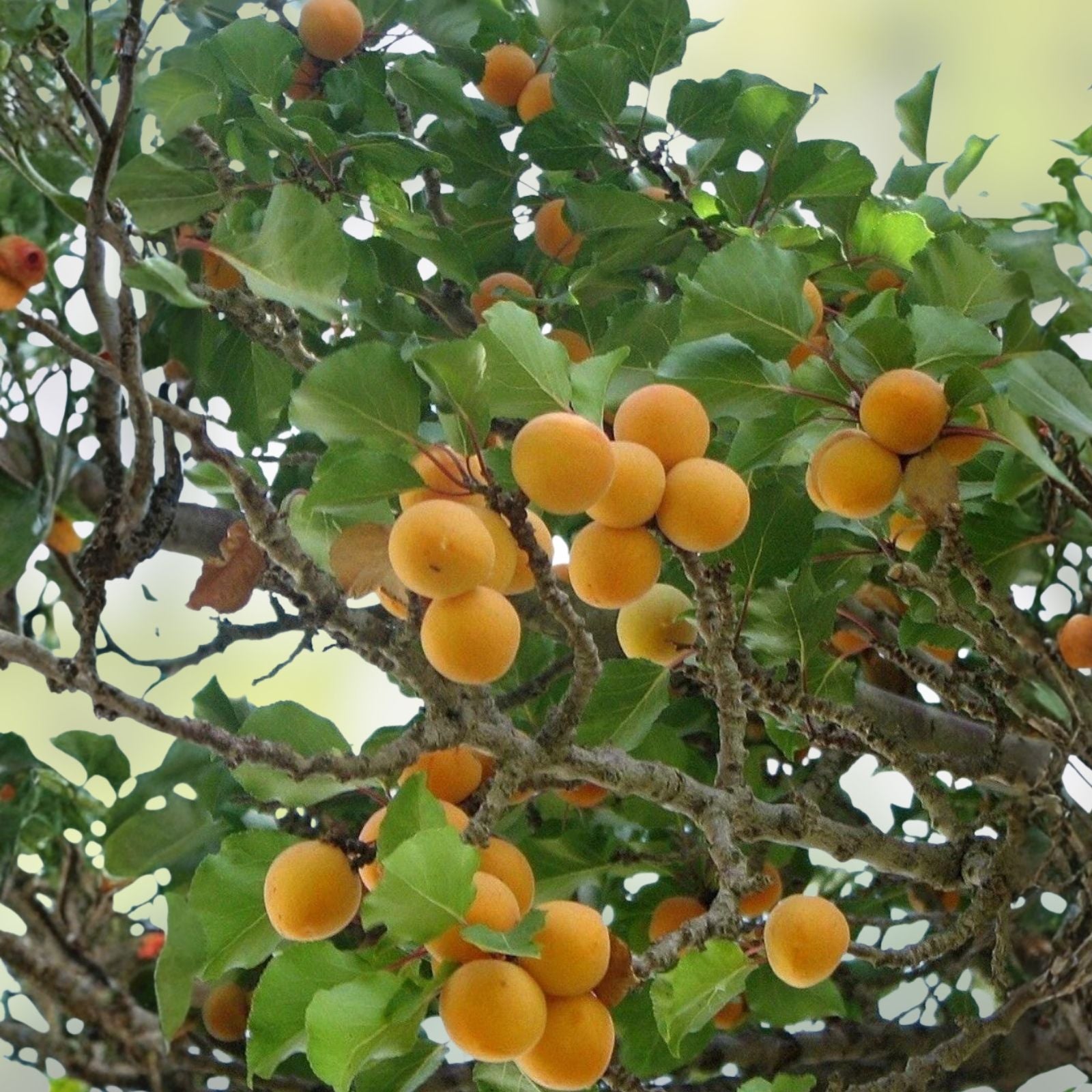 Apricot Tree Cuttings Prunus armeniaca Rooting Grafting Live Plant Starter Bare Root Fruit Tree