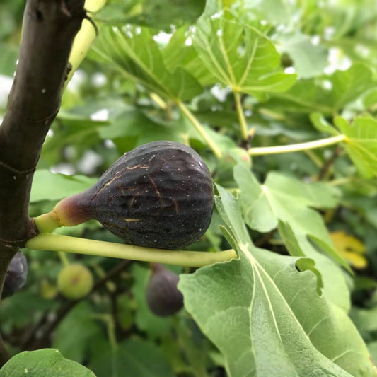 Fig Tree Cuttings 6 Pcs Col de Dame Noire Rain Resistant Ficus carica Fruit Tree Live Plant