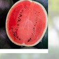 Organic Black Diamond Watermelon Seeds - Citrullus lanatus Non-GMO Live Plant or Seed Starter Pack