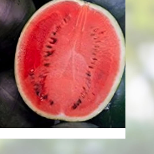 Organic Black Diamond Watermelon Seeds - Citrullus lanatus Non-GMO Live Plant or Seed Starter Pack