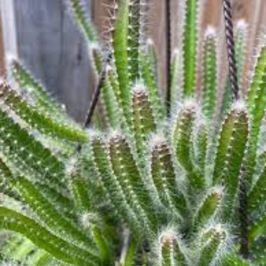 Medusa Dog Tail Cactus Cuttings – Echinocereus triglochidiatus Succulent Garden Plant Live Starter Bare Root