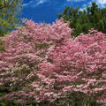 Cherokee Brave Dogwood Tree 16" Live Plant Bare Root Reddish Pink Blooms Cornus florida