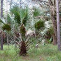 Sabal Palm Seeds, Texas Sabal Palmetto, Live Plant, Garden Planting Seeds, Hardy Palm, Cabbage Palm Seeds, Starter Seeds