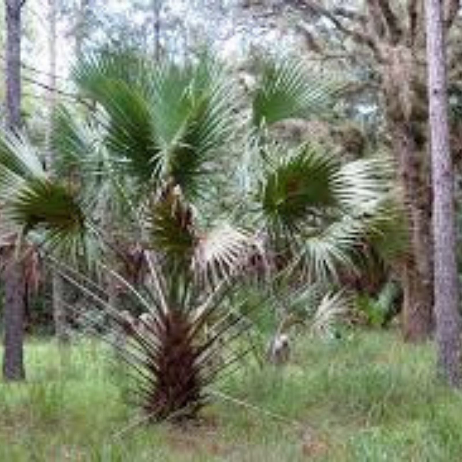 Sabal Palm Seeds, Texas Sabal Palmetto, Live Plant, Garden Planting Seeds, Hardy Palm, Cabbage Palm Seeds, Starter Seeds