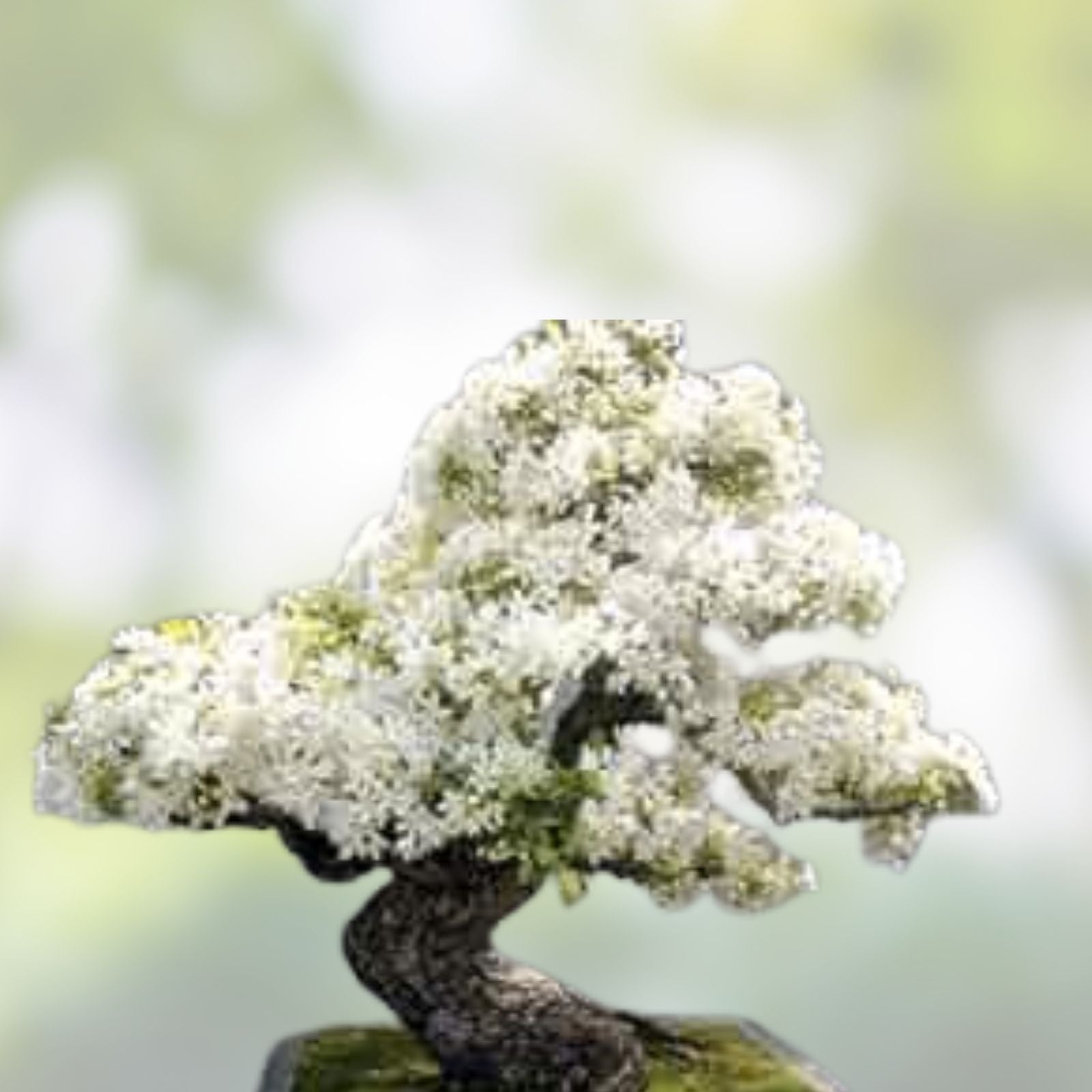 Japanese White Lilac Bonsai Seeds – Syringa reticulata, 30 Seeds for Indoor & Outdoor Gardening, Fast Growing, Bonsai Cultivation