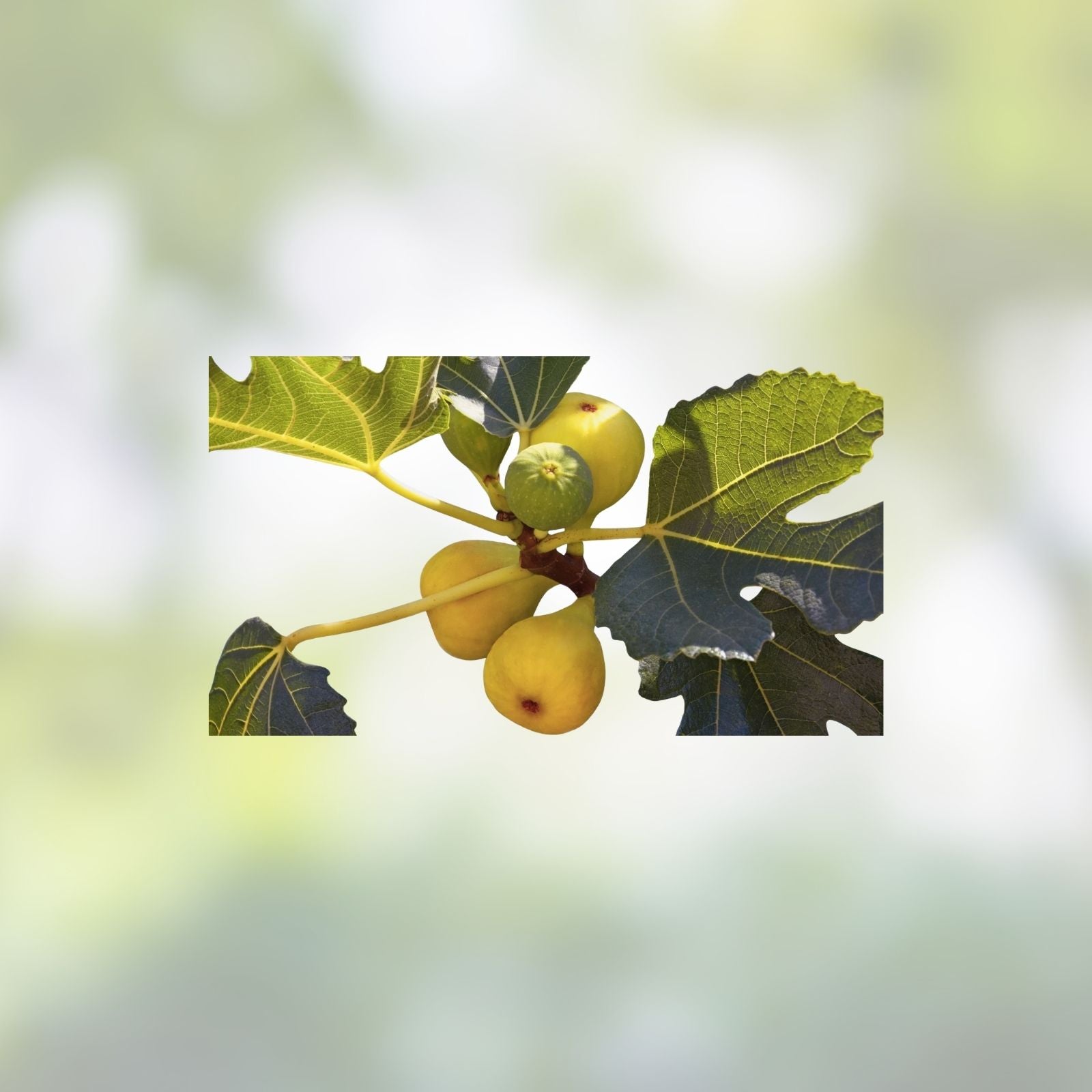 Fig Tree Plant Yellow Long Neck Ficus carica Edible Fruit Tree Live Starter Plant for Home Garden