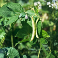 Heirloom Bean Seeds Mix 6 Varieties Organic Non-GMO Garden Seeds for Home Gardening, Live Plant, Starter, Cutting