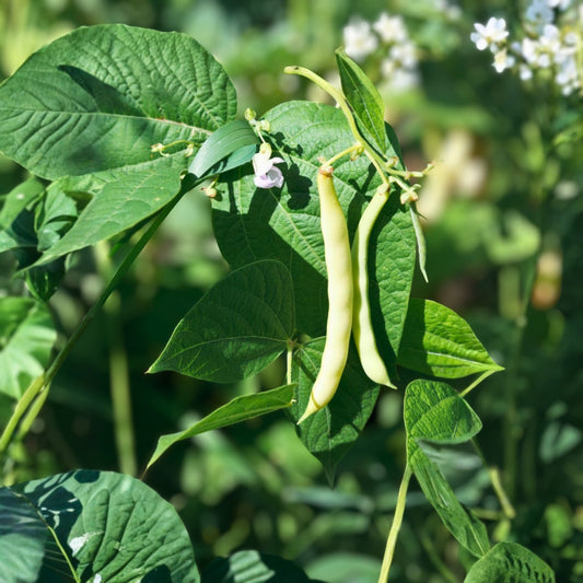Heirloom Bean Seeds Mix 6 Varieties Organic Non-GMO Garden Seeds for Home Gardening, Live Plant, Starter, Cutting
