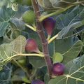 Chicago Hardy Fig Live Plant 4 Inch Pot Edible Fruit Tree Ficus carica Container Plant