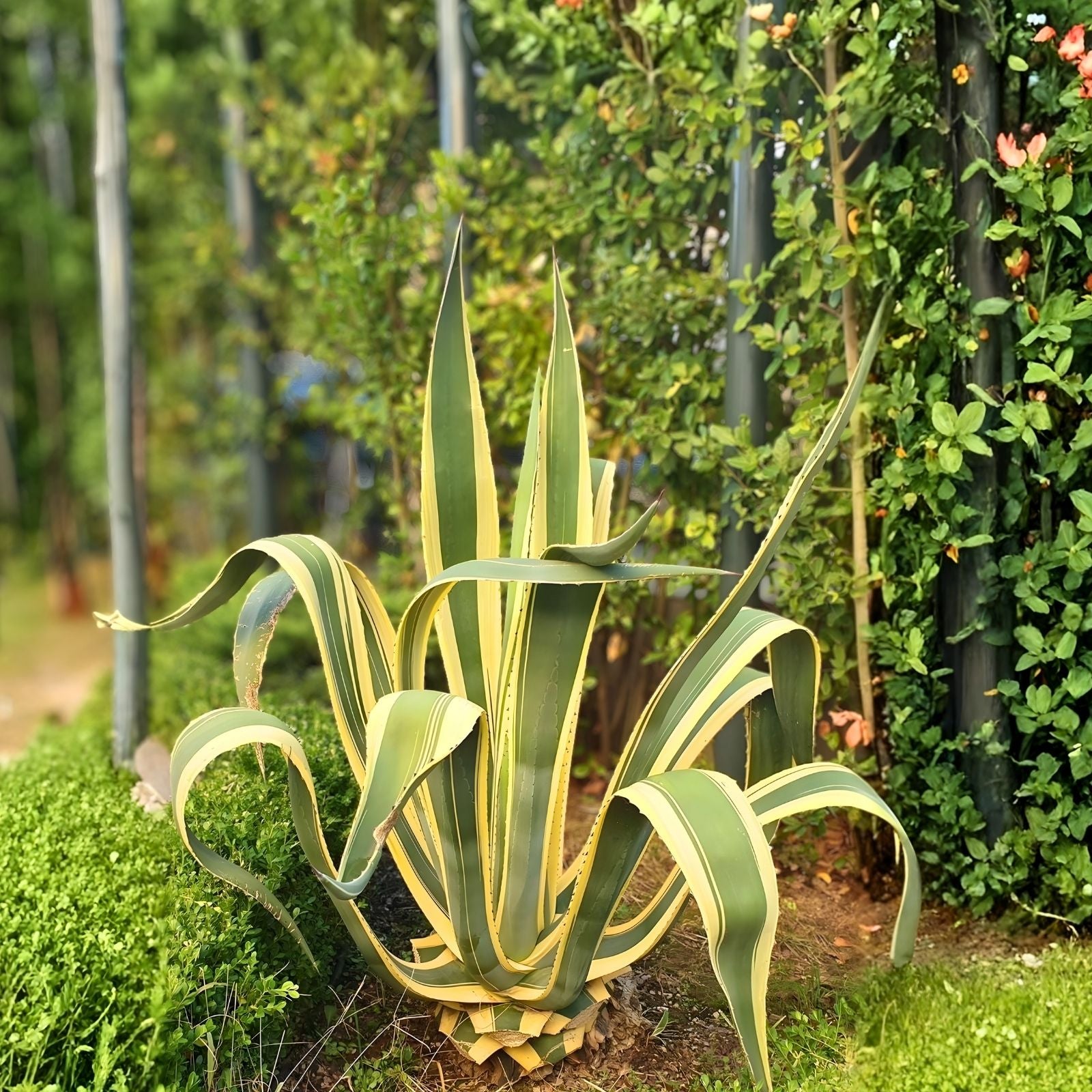 Variegated Agave Americana Succulent 6-12" Live Plant Century Plant Green Yellow Decorative Houseplant