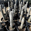 Cleistocactus hyalacanthus Frosty Torch Silver Orange Cactus Live Plant Succulent Starter Cutting Bare Root 1 Double Arm