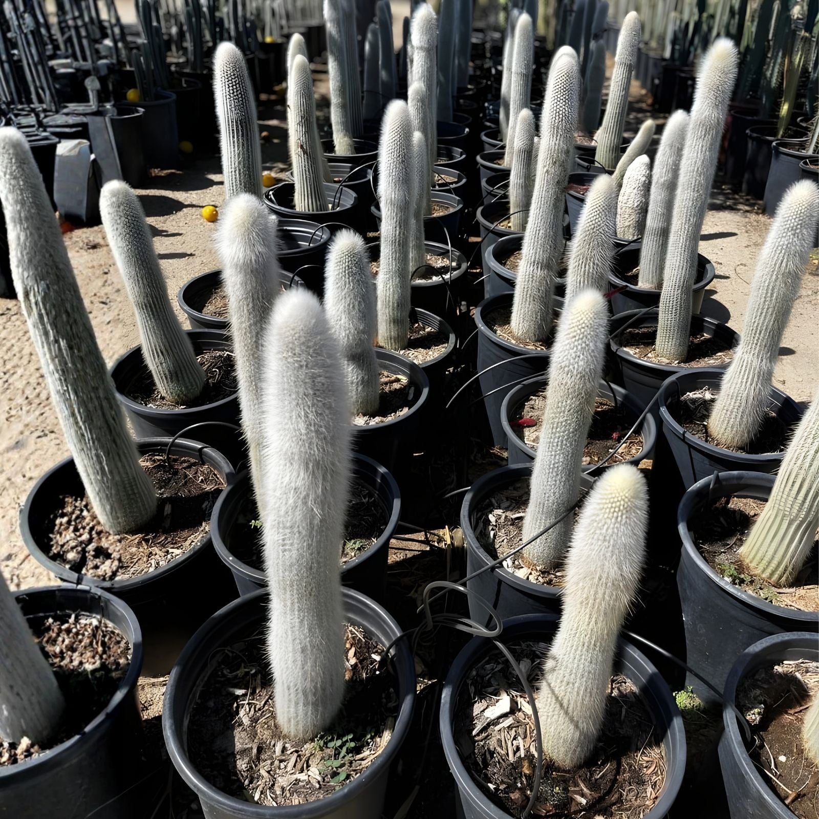 Cleistocactus hyalacanthus Frosty Torch Silver Orange Cactus Live Plant Succulent Starter Cutting Bare Root 1 Double Arm