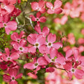Flowering Dogwood Tree Live Plant 12-18" Bare Root Cornus florida Flowering Tree for Garden Landscape