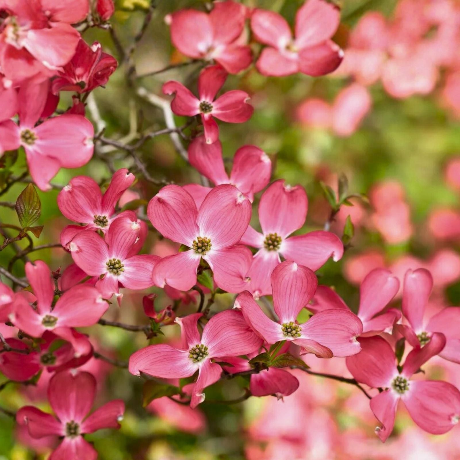 Flowering Dogwood Tree Live Plant 12-18" Bare Root Cornus florida Flowering Tree for Garden Landscape