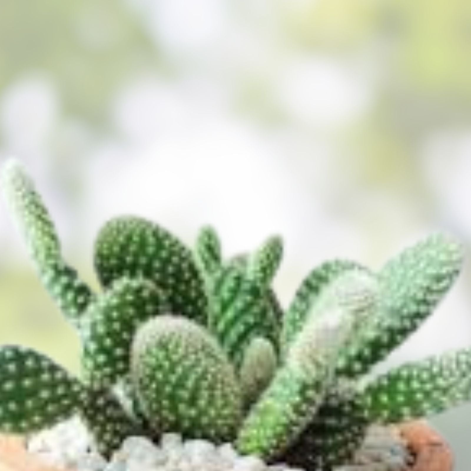 Cereus Thelegonus Cactus Cutting 7.5" – Unique Succulent for Indoor Garden, Home Decor, Cactus Collection, Fast Growing