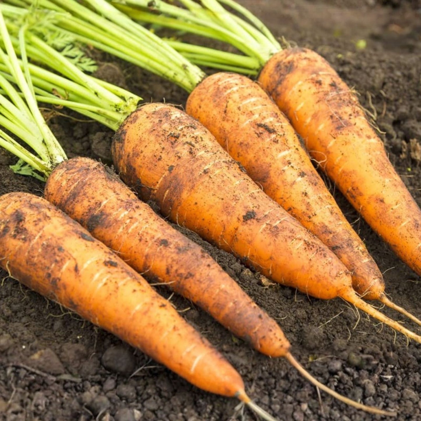 Heirloom Carrot Seeds Organic Non-GMO Danvers 126 Daucus carota Vegetable Seeds 50+ Starter Plants