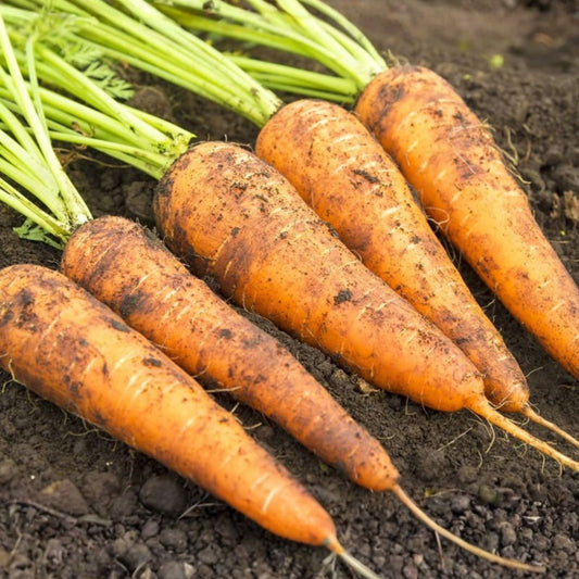 Heirloom Carrot Seeds Organic Non-GMO Danvers 126 Daucus carota Vegetable Seeds 50+ Starter Plants