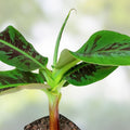 Musa Banana Plant Starter - Small Rooted Indoor Banana Tree - Edible Fruit - Musa spp. - Fast Growing