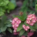 Pink Mix Crown of Thorns Euphorbia milii Rooted Cutting Indoor Outdoor Plant Starter