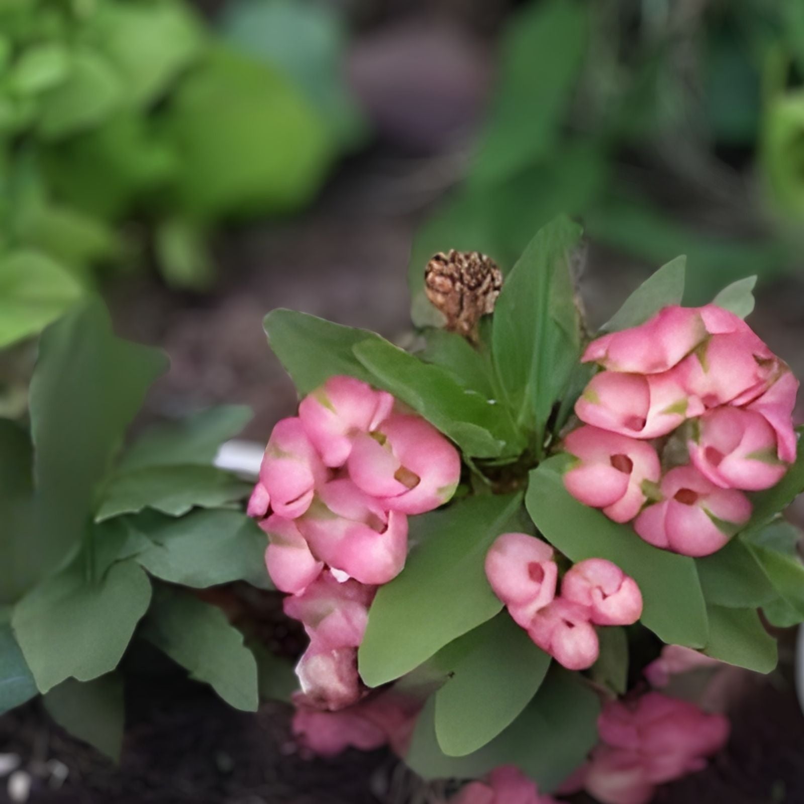 Pink Mix Crown of Thorns Euphorbia milii Rooted Cutting Indoor Outdoor Plant Starter