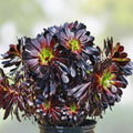 Aeonium Succulent Cuttings Varied Colors Live Plant Indoor Outdoor Easy to Grow Houseplant