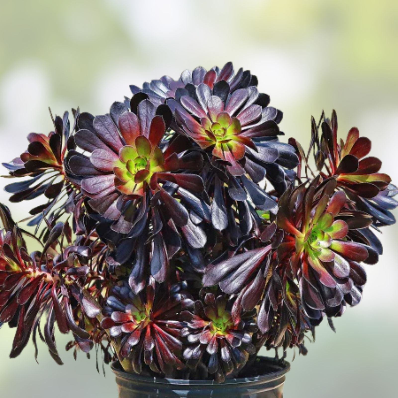 Aeonium Succulent Cuttings Varied Colors Live Plant Indoor Outdoor Easy to Grow Houseplant