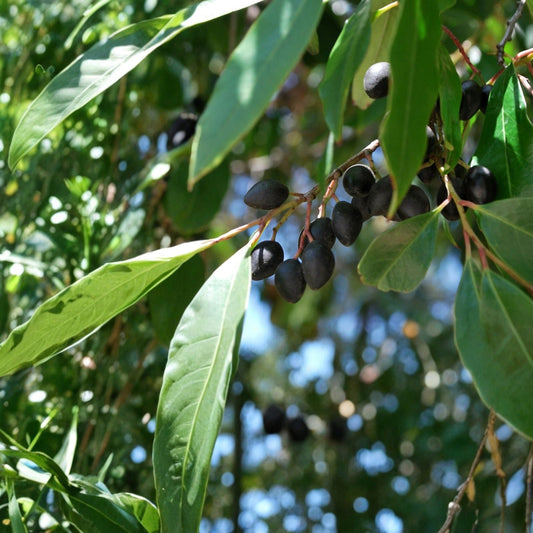 Carolina Cherry Laurel Plant Prunus caroliniana Live Evergreen Shrub Hardy Zones 7-10 Bare Root Starter Plant