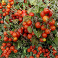 Cherry Tomato Seeds Set of 40+ | Large Red Fruit | Solanum lycopersicum | Vegetable Garden Starter Plant