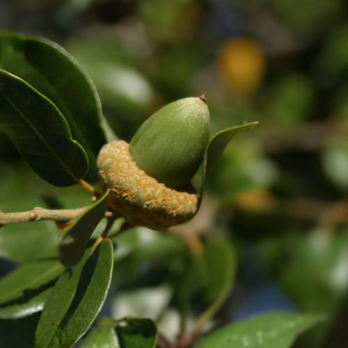 20 Pack Canyon Live Oak Acorns Quercus chrysolepis Native California Live Planting Starter Seeds
