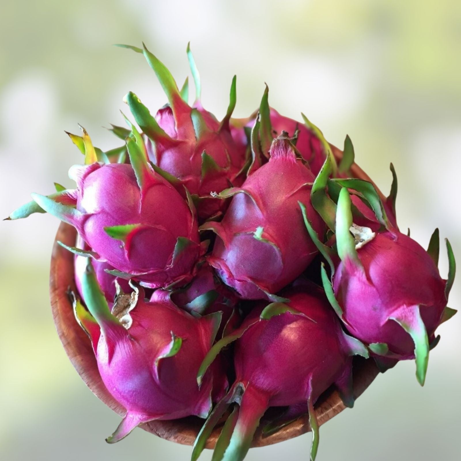 Dragon Fruit Cuttings Maria Rosa Hylocereus undatus Pink Flesh Edible Cactus Plant Starter