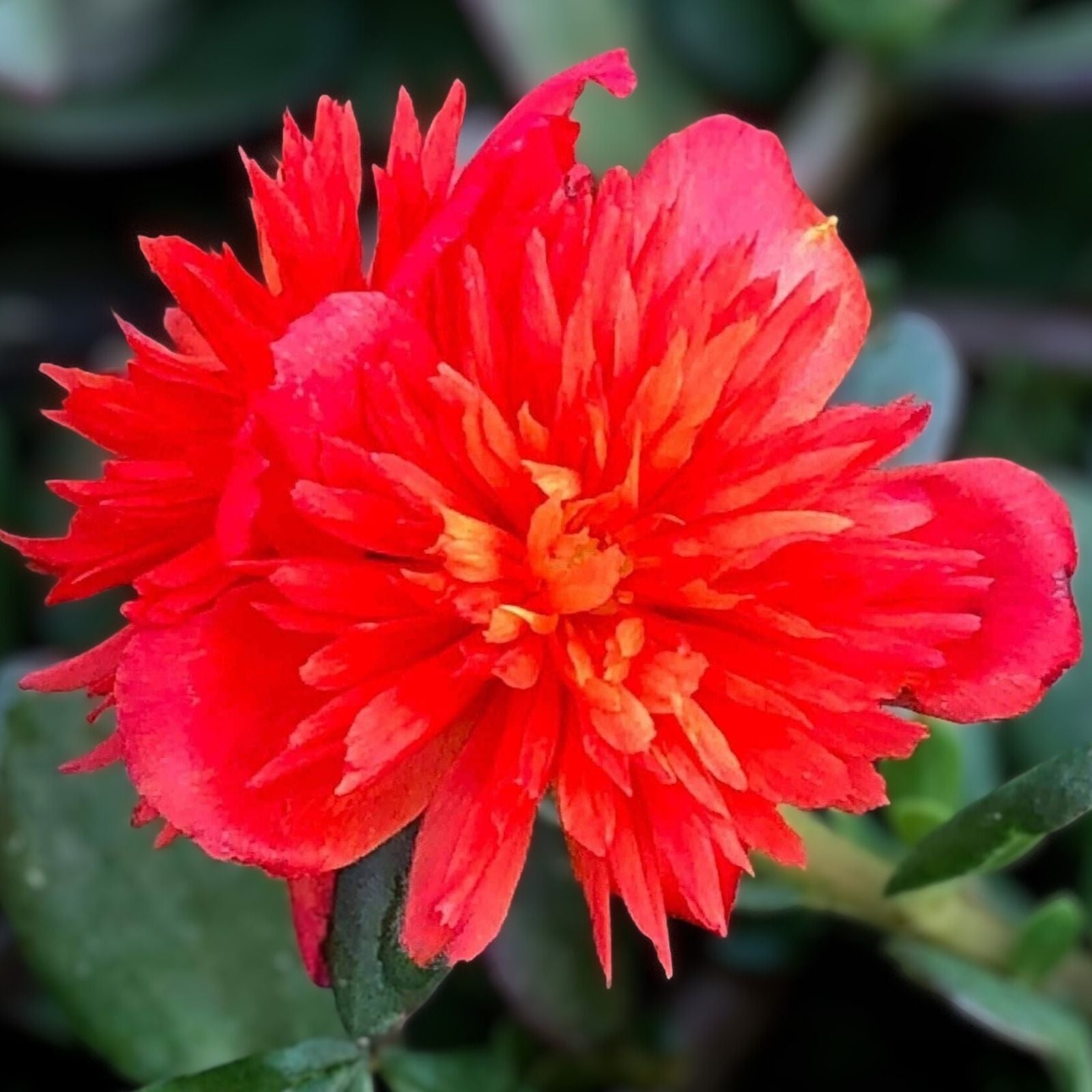 Double Scarlet Portulaca Oleracea Purslane Live Plant, Vibrant Red Flowers, Starter Plant, US Seller