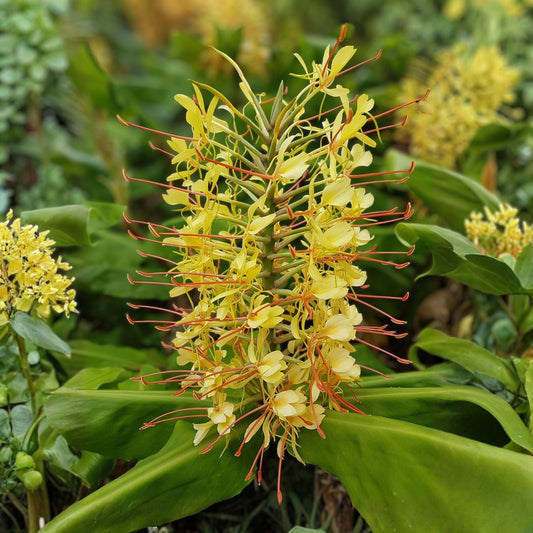 Yellow Spiral Ginger Cuttings Dimerocostus strobilaceous Tropical Live Plant Starter Hawaii Grown
